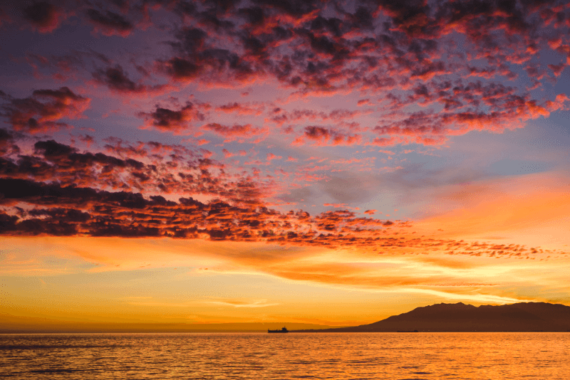 Rosa de Sarom: Significado Bíblico e o que Representa em Cantares